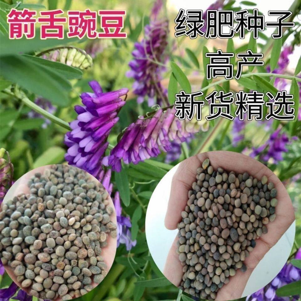 春秋播箭舌豌豆种子野豌豆紫花毛苕子护坡牧草果园绿肥籽绿肥牧草