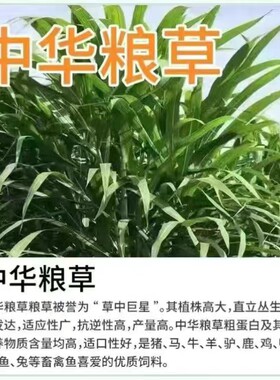 中华粮草牧种子多年生四季甜