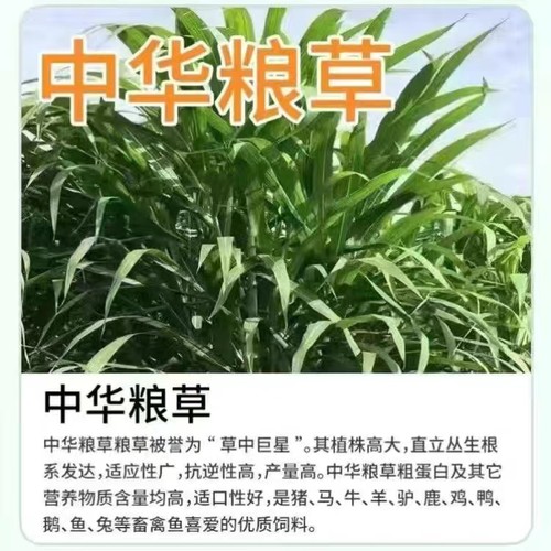 中华粮草牧种子多年生四季甜