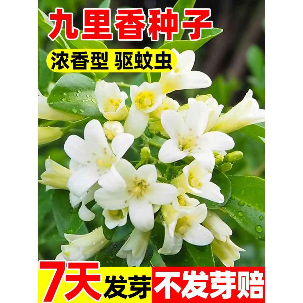 九里香种子花盆栽籽石辣椒