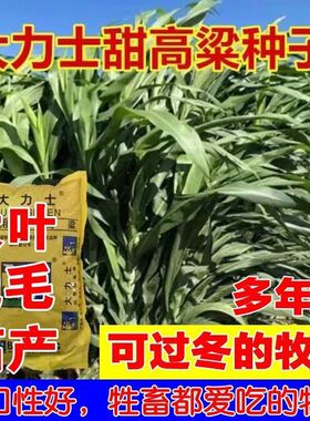甜高梁种子饲用粱牧草多年生