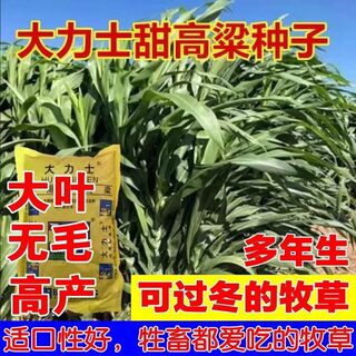 甜高梁种子饲用甜高粱牧草种多年生畜牧养殖四季再生甜高粱杆种籽