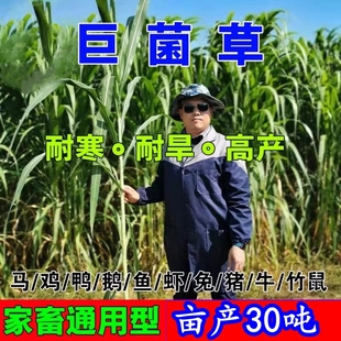 高产巨菌草种子多年生四季牧草种子甜象草皇竹草种籽喂牛猪羊鱼鸡