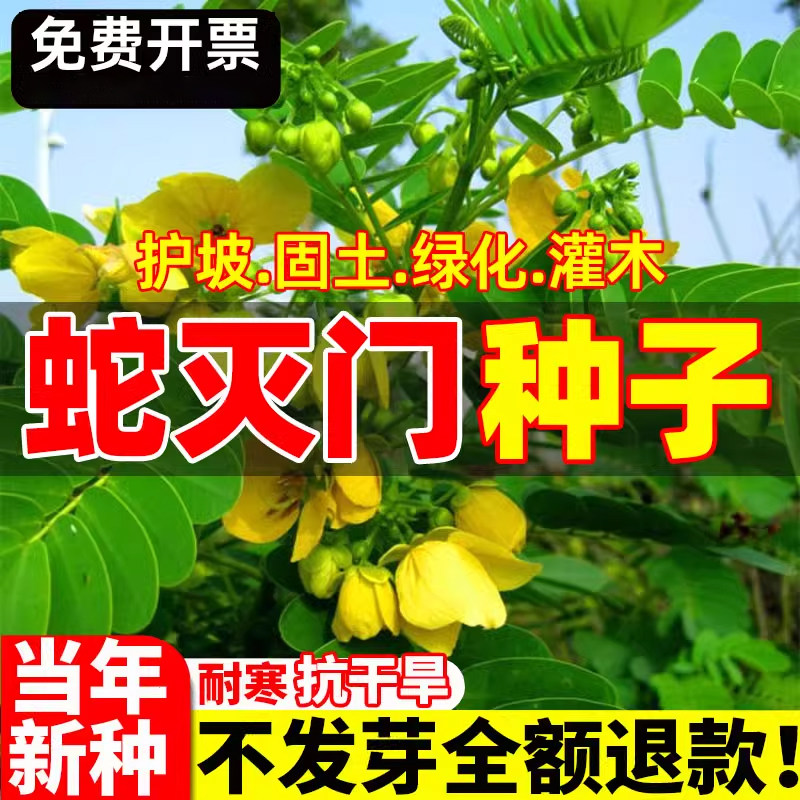蛇灭门种子驱奇花虫蚊草盆