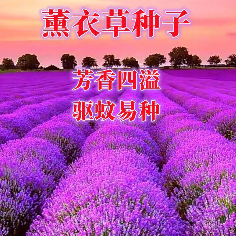 薰衣草花籽易开盆栽四季播