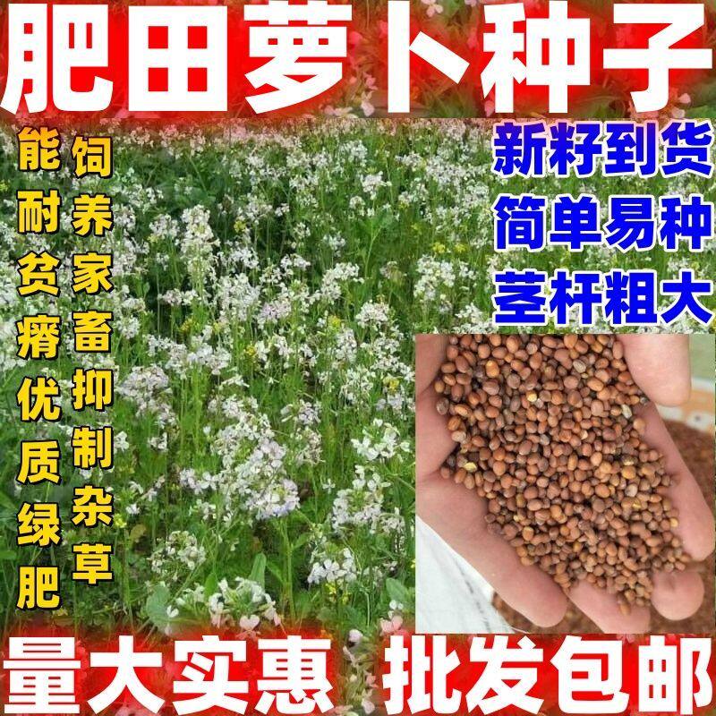 肥田萝卜种子四季包邮论斤