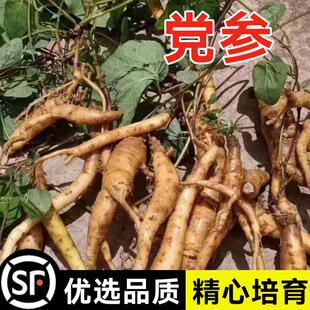 散装中草药材种子纯新党参种子 耐寒党参 药食两用防风党参春夏季