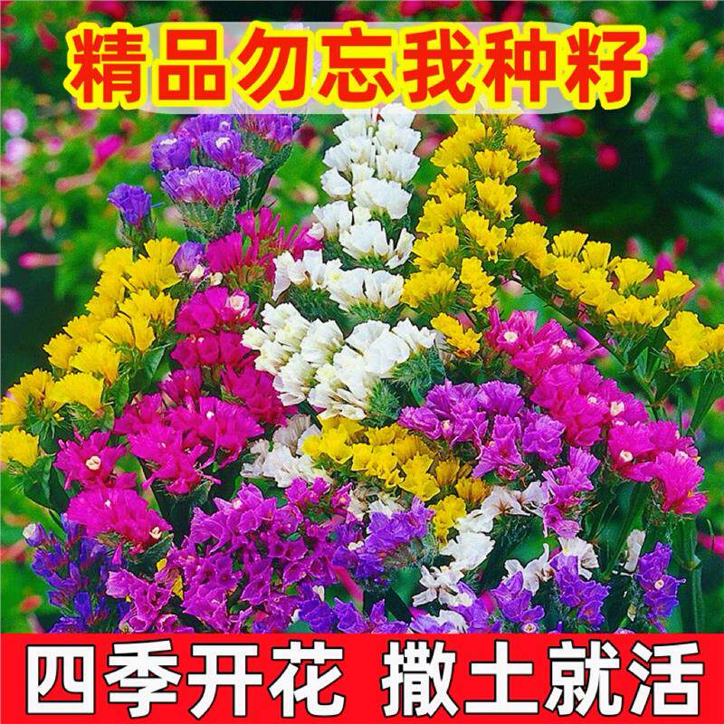 低矮勿忘我花种籽子四季播