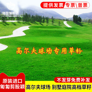 匍匐剪股颖A4种籽低矮高尔夫球场别墅庭院绿化四季常青草坪草籽子