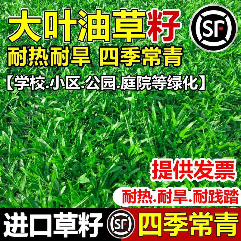 四季青草坪种子地毯皮大叶