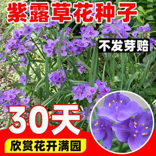 紫露草种子四季阳台紫鸭跖草种籽多年生宿根耐寒花籽室外盆栽种子