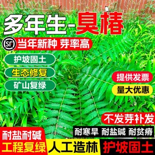 新采臭椿种子树林木种籽臭椿种子乔木造林树苗籽红油香椿种子