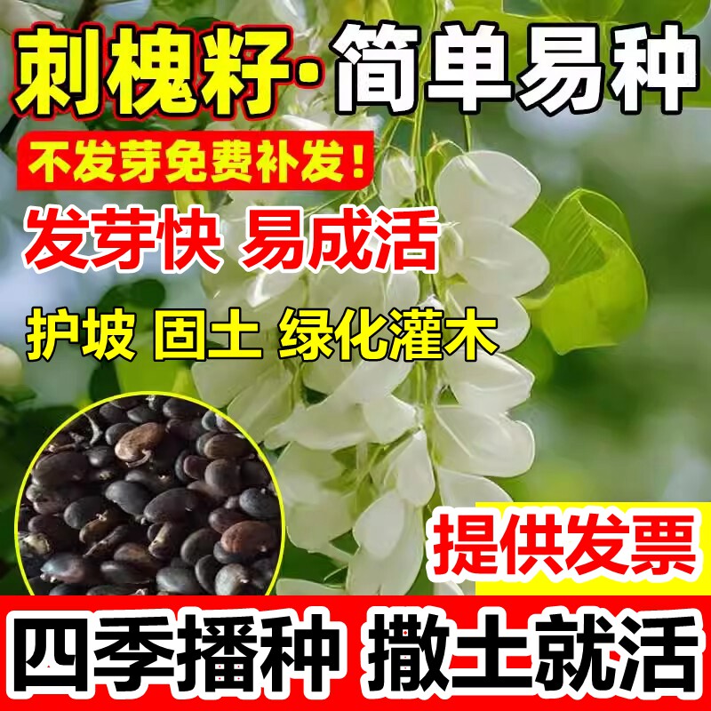 刺槐种子护坡固土草籽草种白花刺槐树香花槐紫穗槐洋槐槐花树种籽