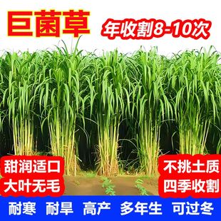 新型特高产巨菌草种子多年生可青储四季牧草喂养羊牛羊鱼畜牧草籽