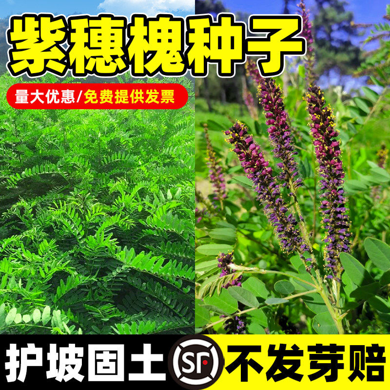 紫穗槐种子护坡灌木籽园林