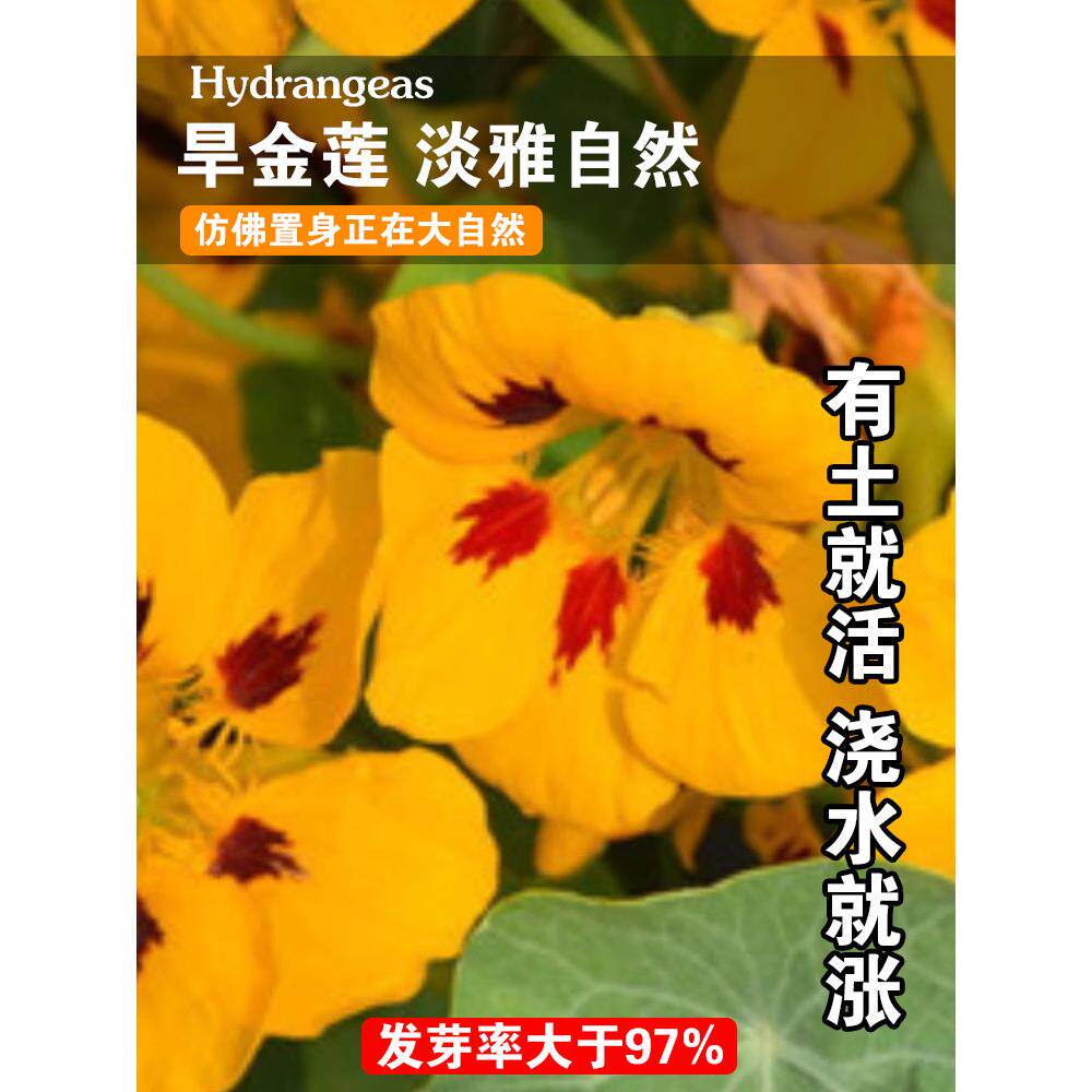 旱金莲种子四季易室内阳台