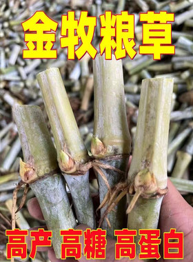 金牧粮草种节牧草王高蛋白