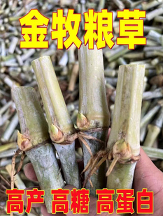 金牧粮草种节牧草王高蛋白牧草耐寒高产中华粮草四季多年生草种子