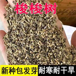 抗旱固沙种子梭梭树种籽 毛条种子培育肉苁蓉的好树木沙漠先锋