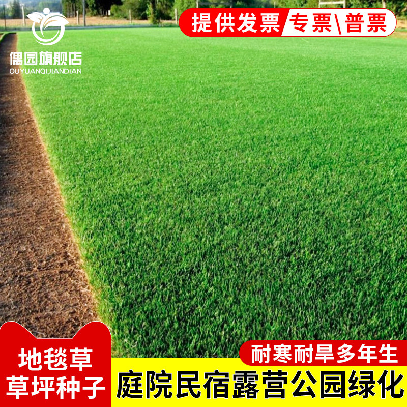 高档地毯草种籽绿化皮子四