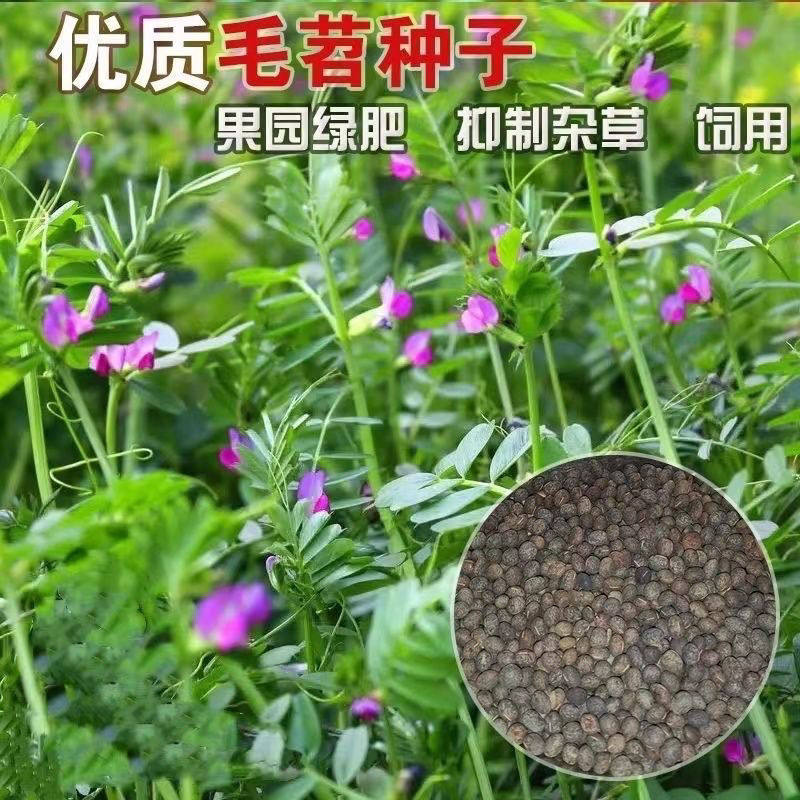 毛苕子种果园绿肥养殖牧草