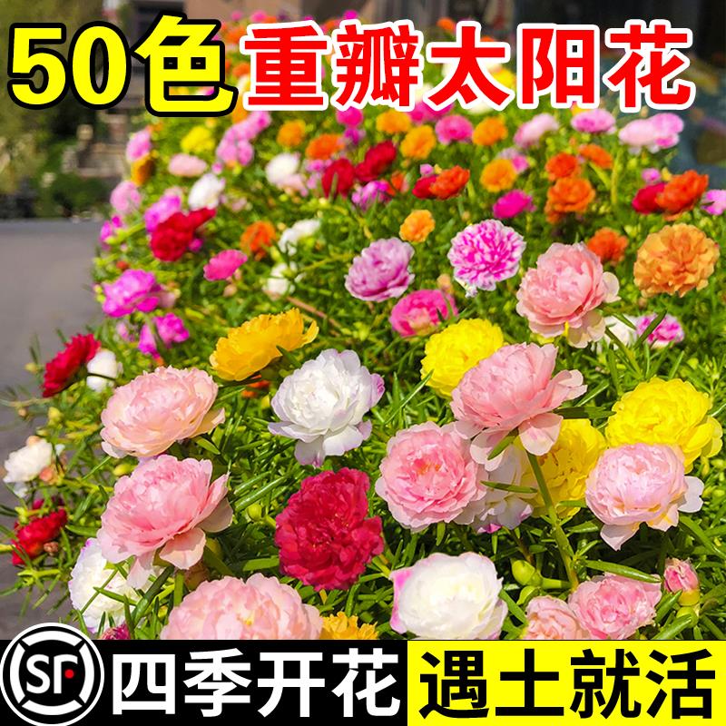 重瓣太阳花种子孑台籽室内