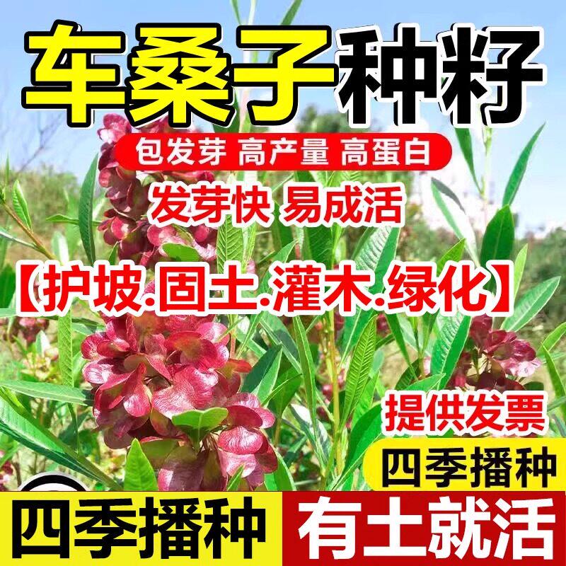 车桑子种工程复绿边坡化籽