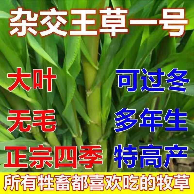 大叶杂交牧草王种子多年生四季常青耐寒喂养牛羊鱼猪畜牧草籽