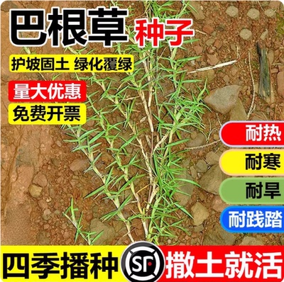 巴根草牛筋种子狗牙护坡绿