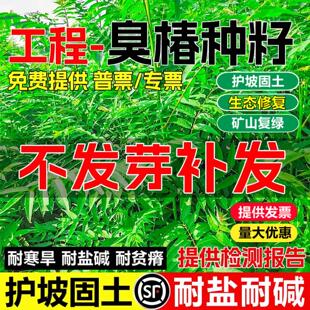新采臭椿树林木种子红油香椿种子臭椿种子乔木护坡灌木造林树苗籽