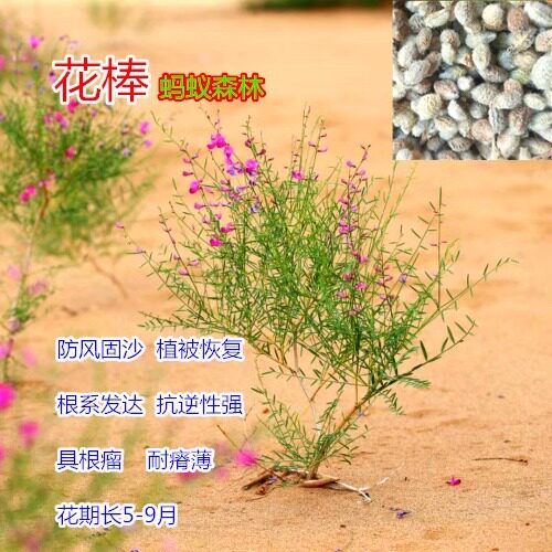固沙先锋树种食用饲油观赏