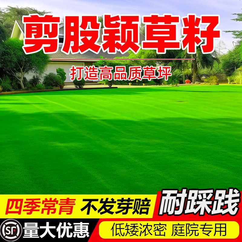 剪股颖草籽免修矮生庭院高