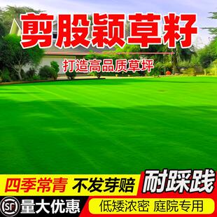 剪股颖草籽免修剪矮生庭院高档草坪真草籽四季青耐寒耐旱草皮种子