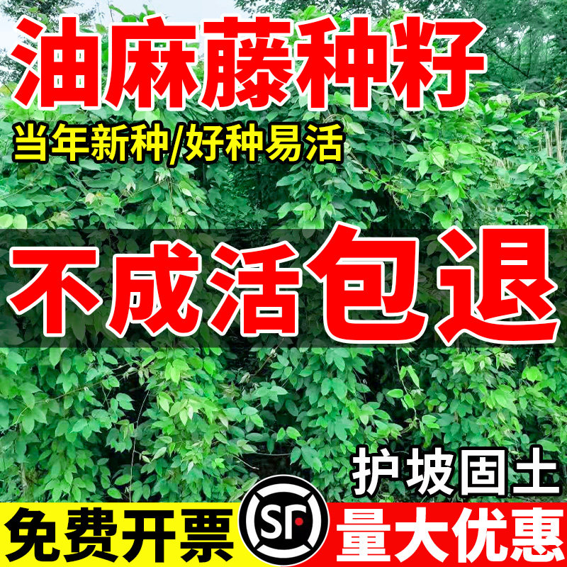 油麻藤种子矿山荒地工程绿