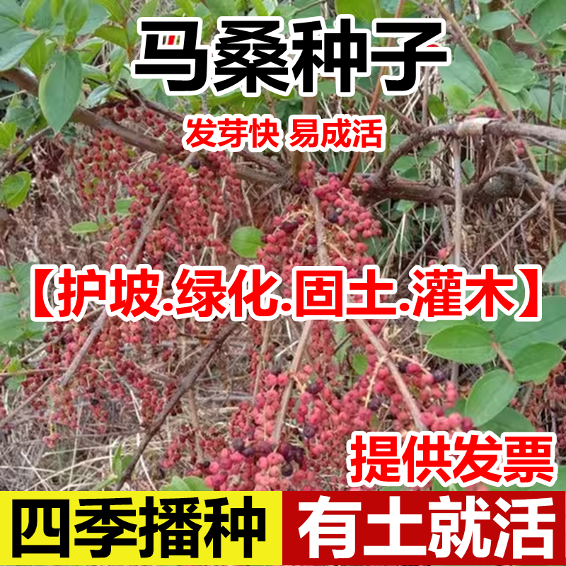 马桑种子水马桑车桑子木豆树木豆猪屎豆马棘种子马桑醉鱼桑葚桑树