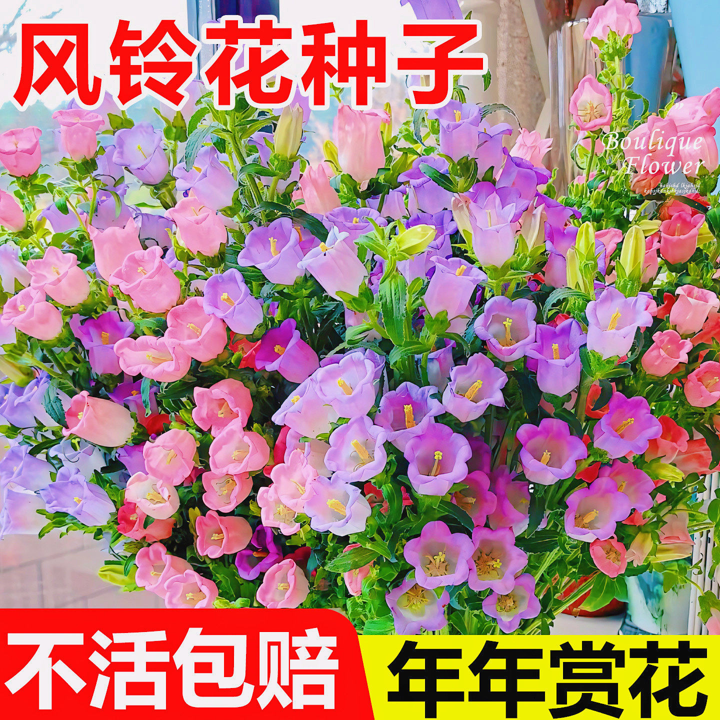 风铃草花种籽子四季播开室