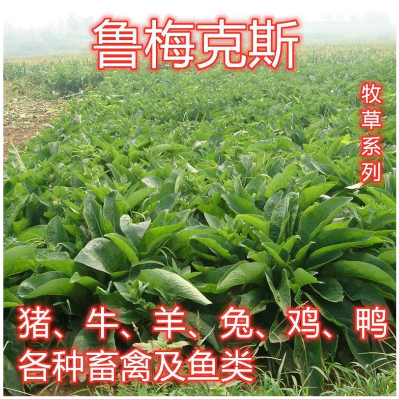 鲁梅克斯种子俄罗斯饲料菜多年生牧草种籽猪牛羊鸡鸭鹅