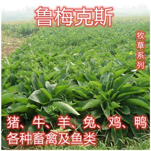 鲁梅克斯种子俄罗斯饲料菜多年生牧草种籽猪牛羊鸡鸭鹅