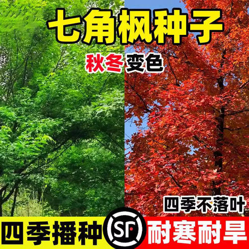七角枫种子五庭院易活室外