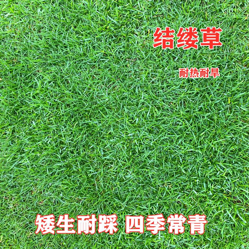 日本结缕草种子进口坪籽四
