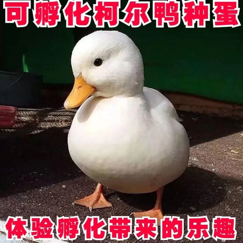 柯尔鸭种蛋受精蛋可孵化网红宠物鸭幼仔活物小黄鸭纯种小叫可达鸭