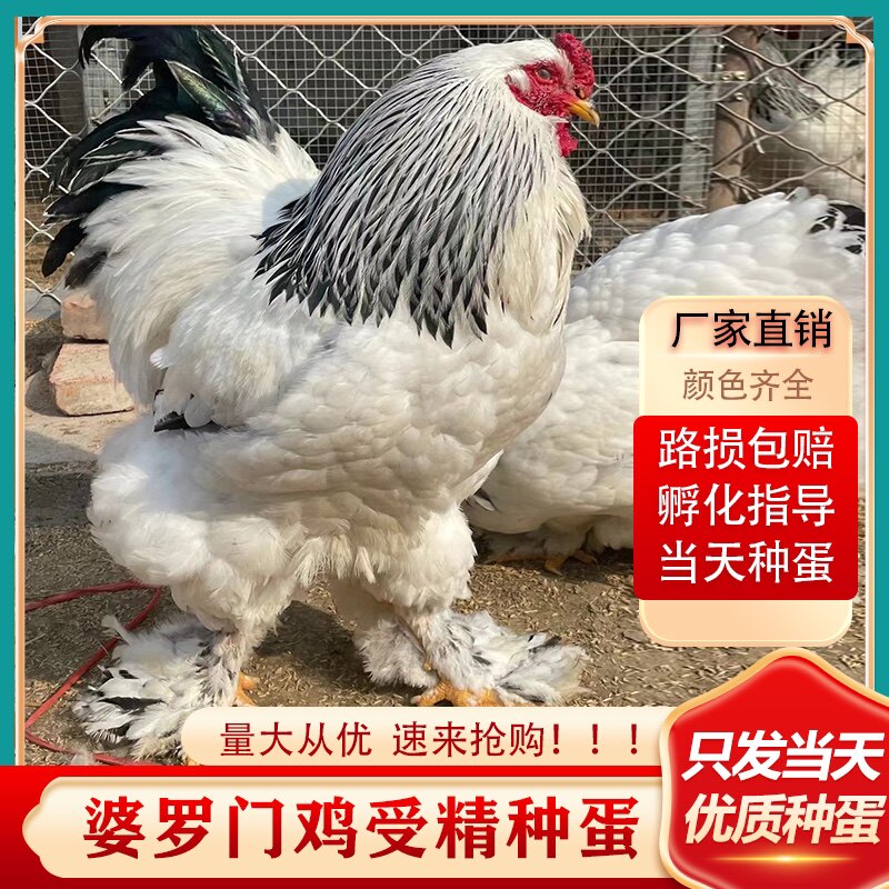 巨型网红婆罗门鸡活苗纯种婆罗门鸡受精种蛋梵天鸡种蛋宠物受精蛋