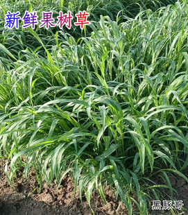 新鲜果树草现割半斤 代替提草干草燕麦黑麦 豚鼠兔子粮食饲料牧草