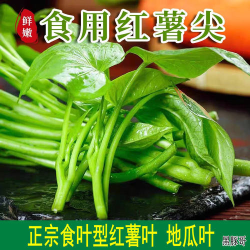 专吃叶子红薯叶新鲜番薯叶蔬菜