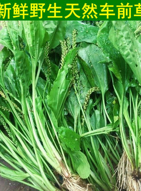 新鲜车前草天然中药材现挖整棵带根野生车前草苗车轮菜种子非干货