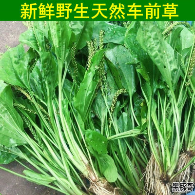 新鲜天然车前草带根天然车轮菜