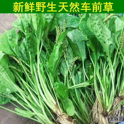新鲜车前草天然中药材现挖整棵带根野生车前草苗车轮菜种子非干货