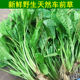 新鲜车前草天然中药材现挖整棵带根野生车前草苗车轮菜种子非干货