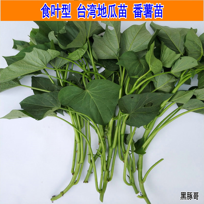 食叶型红薯苗地瓜叶种植 福薯18号食用吃叶子苕尖台湾蔬菜种子苗怎么样,好用不?