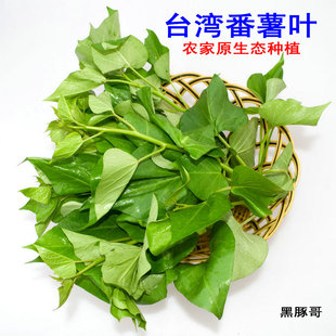 新鲜红薯叶食叶型地瓜叶半斤 福薯18号台农71号番薯叶红薯苗蔬菜
